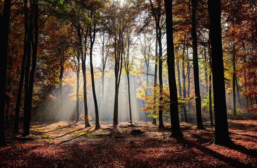 FriedWald in bzw. in der Nähe von Merzenich